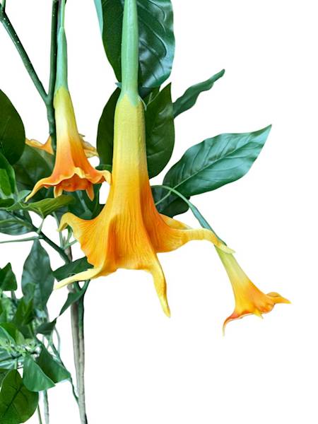 Datura w doniczce 160 cm