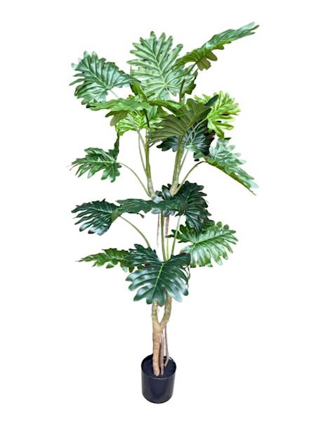 Filodendron drzewo 180 cm