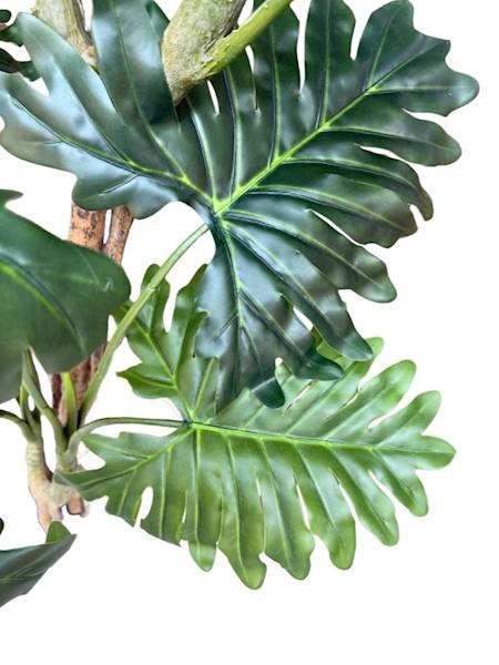 Filodendron drzewo 180 cm