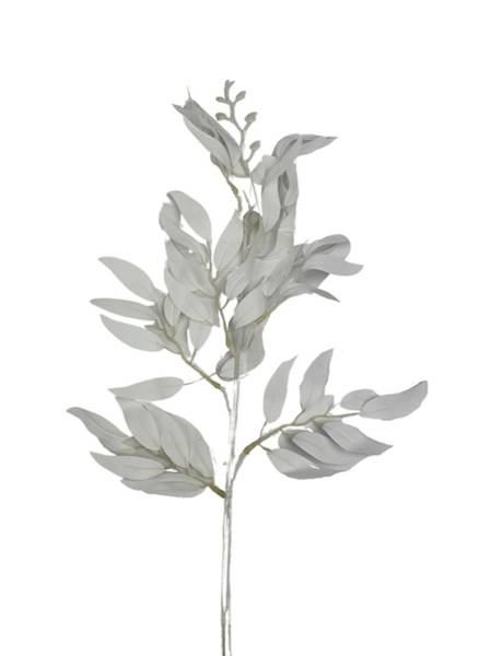 Ruskus gałązka 61 cm biały