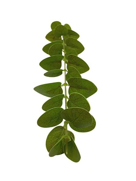 Eukaliptus gałązka 54 cm zielona