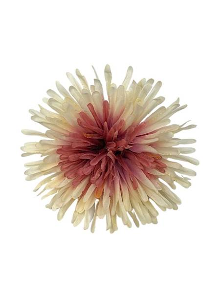 Chryzantema główka 14 cm kremowo różowa