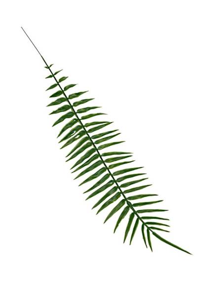 Liść paproci 53 cm zielony