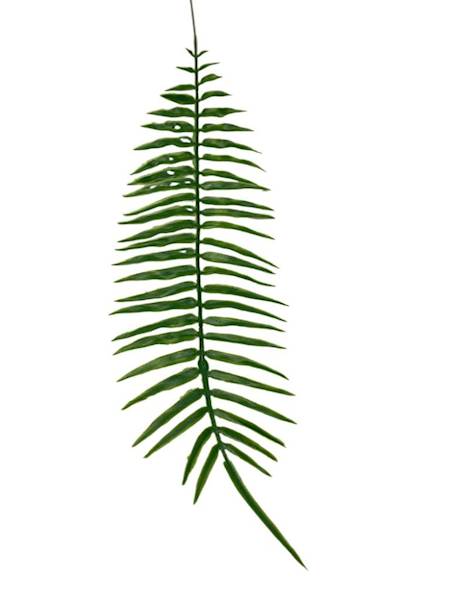 Liść paproci 53 cm zielony