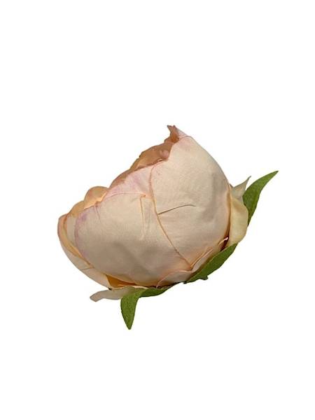 Piwonia główka 8 cm brzoskwiniowa