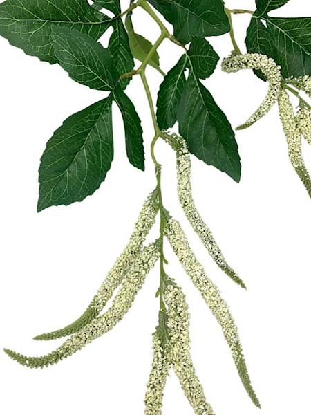 Szarłat amarantus 95 cm biały