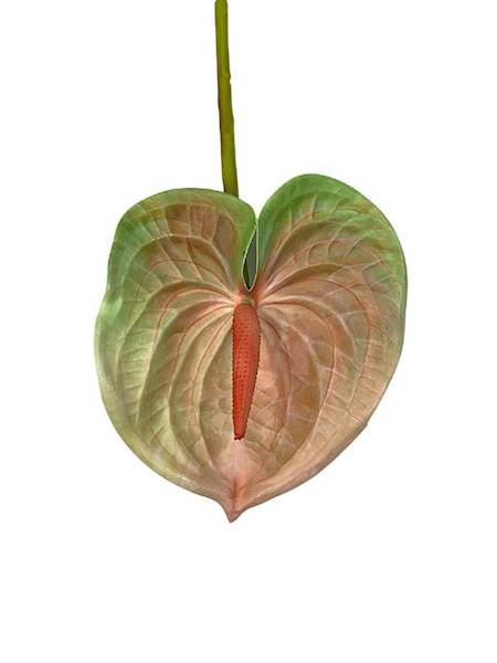 Anturium gałazka 62 cm łososiowo zielony