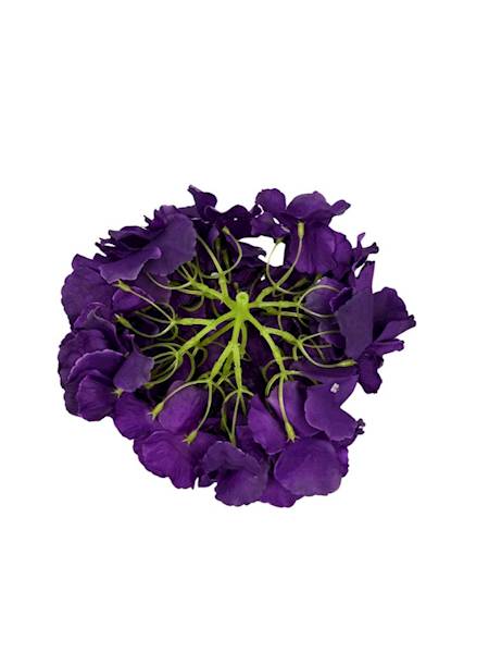Hortensja duża główka 21 cm ciemny fiolet