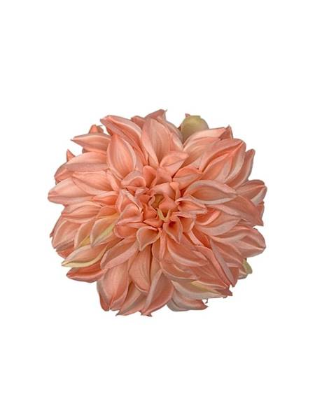 Dalia główka 15 cm koralowa
