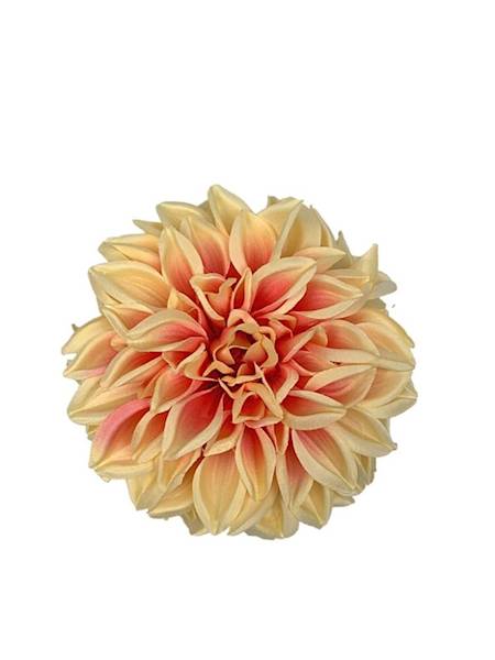 Dalia główka 15 cm jasno żółta z różem