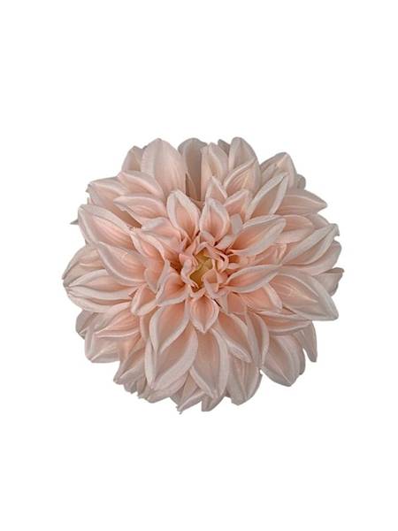 Dalia główka 15 cm jasno różowa