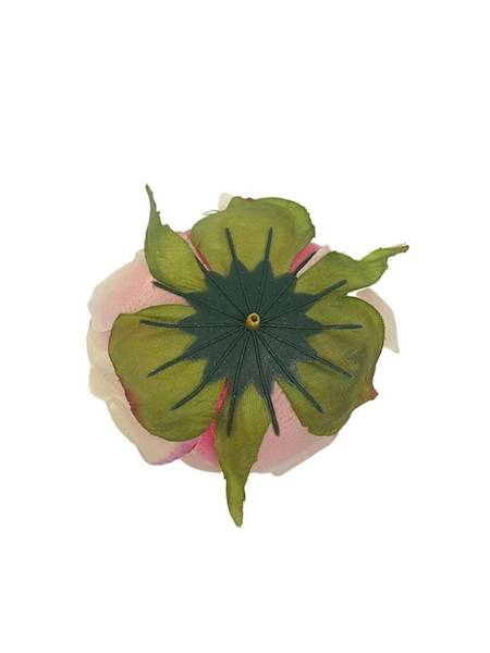 Piwonia główka 9 cm kremowa z różem