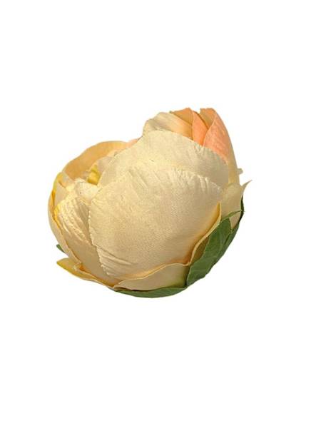 Piwonia główka 12 cm żółta