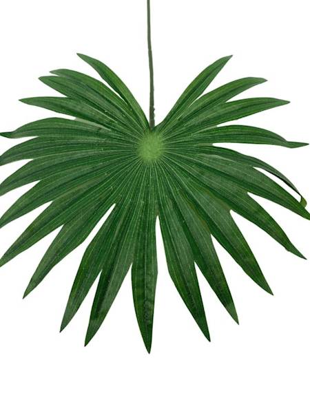 Liść palmy 52 cm zielony