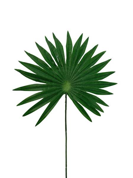 Liść palmy 52 cm zielony