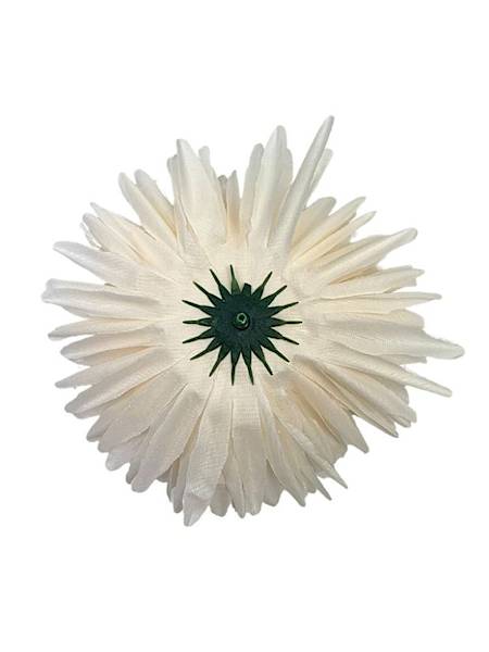 Czosnek chryzantema główka 14 cm kremowy