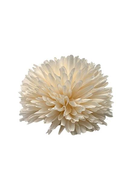 Czosnek chryzantema główka 14 cm kremowy