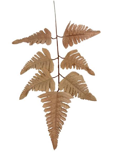 Liść pietrucha paproć 55 cm ciemny beż