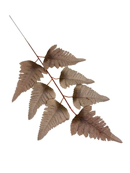 Liść pietrucha paproć 55 cm brąz