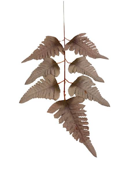 Liść pietrucha paproć 55 cm brąz