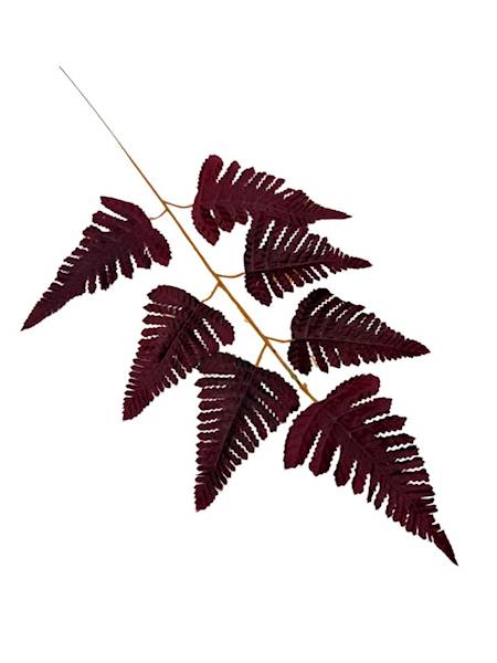 Liść pietrucha paproć 55 cm bordo