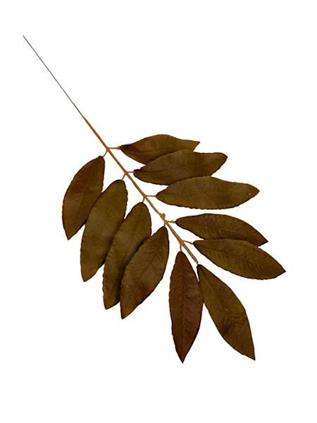 Liść laurowy gałązka 46 cm brąz