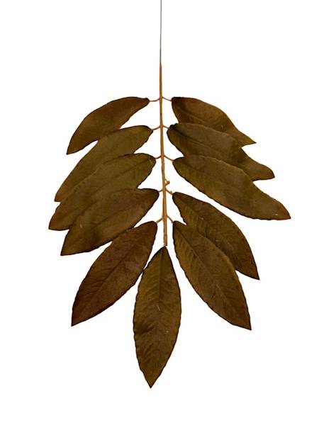 Liść laurowy gałązka 46 cm brąz