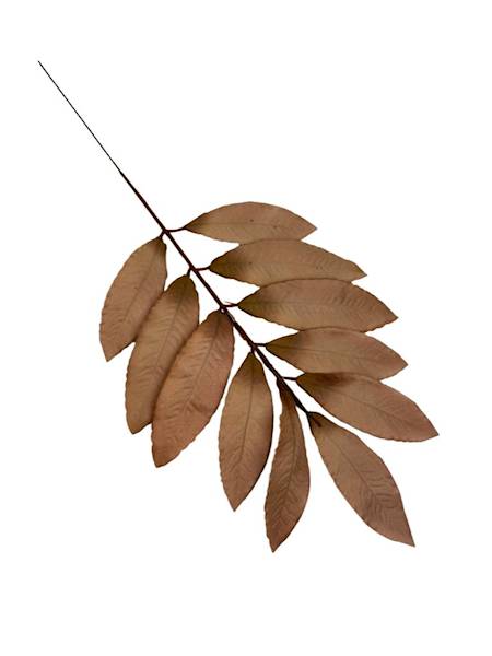 Liść laurowy gałązka 46 cm jasny brąz