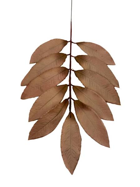 Liść laurowy gałązka 46 cm jasny brąz