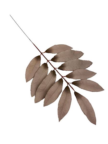 Liść laurowy gałązka 46 cm chłodny brąz