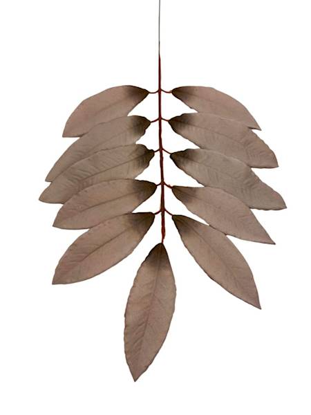 Liść laurowy gałązka 46 cm chłodny brąz