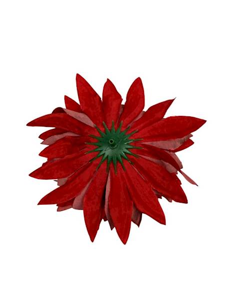 Dalia główka 12 cm czerwona