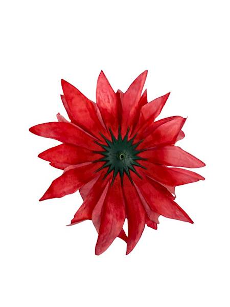 Dalia główka 12 cm koralowa