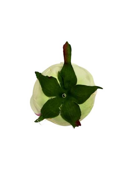 Róża główka 8 cm delikatna wanilia