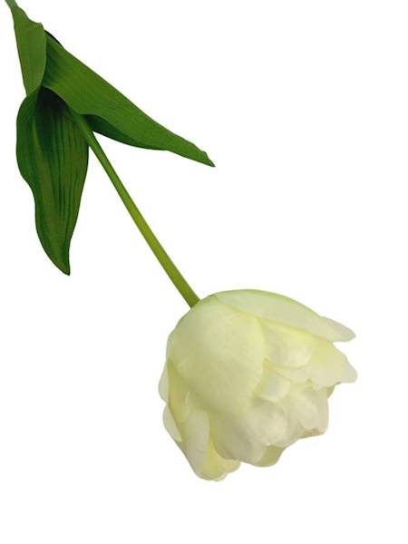 Tulipan gałązka 58 cm kremowy