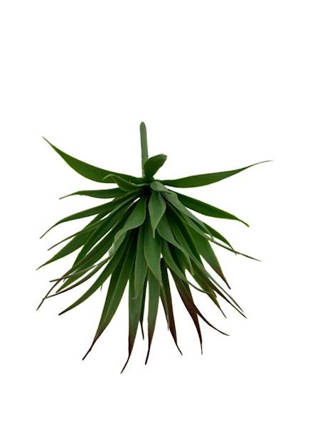 Sukulent 20 cm zielony omszony