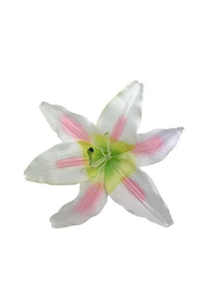 Lilia główka 20 cm kremowo różowa