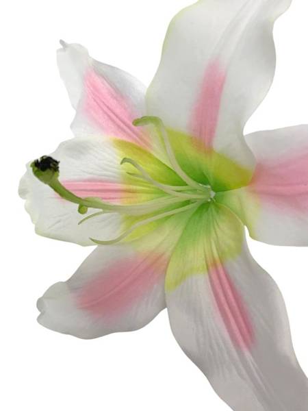 Lilia główka 20 cm kremowo różowa