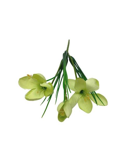 Krokus pik 29 cm jasno zielony