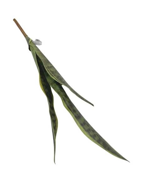 Sansewiera 68 cm zielona z żółtym