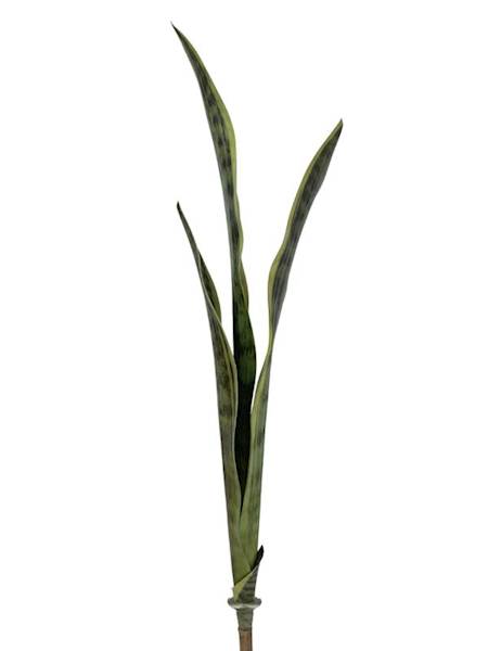 Sansewiera 68 cm zielona z żółtym