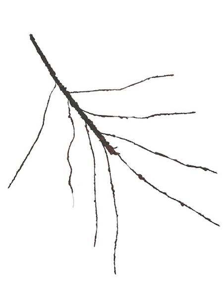 Korzeń 64 cm brązowy