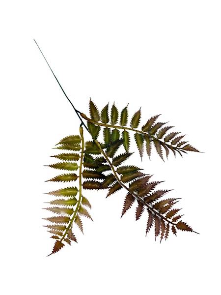 Paproć gałązka 35 cm brąz