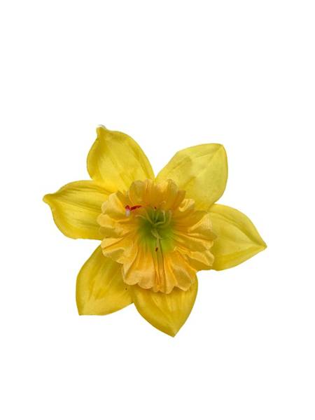 Żonkil główka 12 cm ciemno żółty