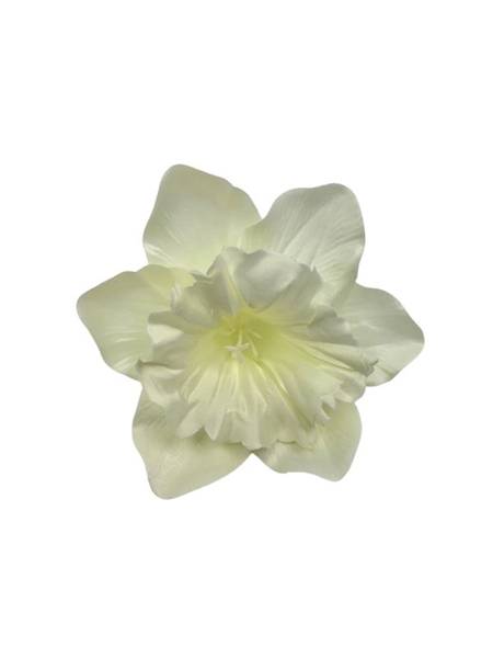 Żonkil główka 12 cm kremowy