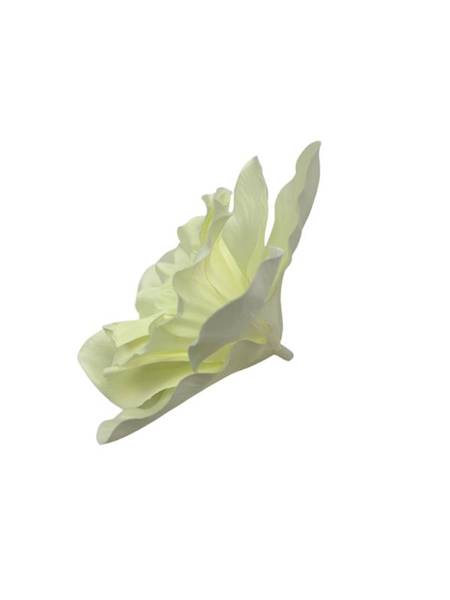 Żonkil główka 12 cm kremowy