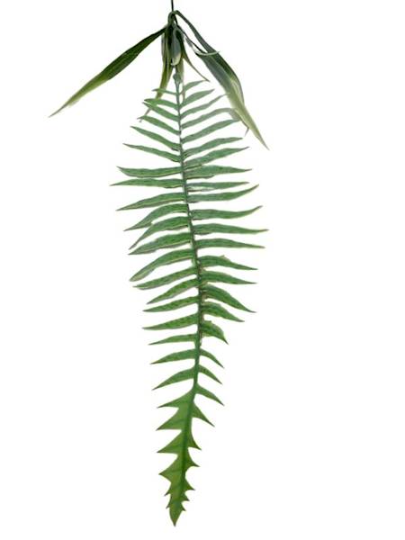 Liść paproć 70 cm biało zielony
