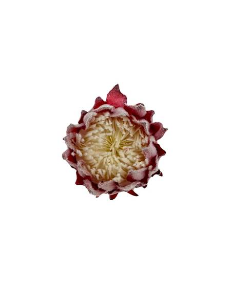 Protea główka 9 cm czerwona z białym środkiem