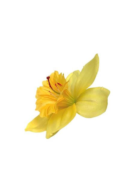 Żonkil główka 8 cm żółty