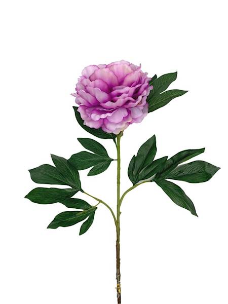 Piwonia gałązka 80 cm fioletowa